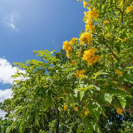 아파트 Brisa Do Mar T1 With Garden Access